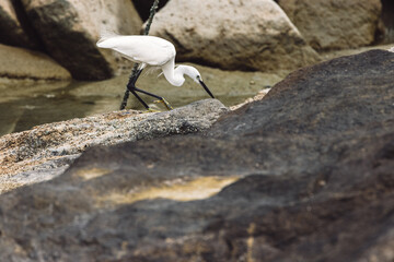 Great White Egret Heron Bird feeding on worms in Gurney Beach Penang Malaysia