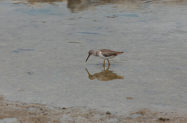 Common Sandpiper Bird in Gurney Beach Penang Malaysia
