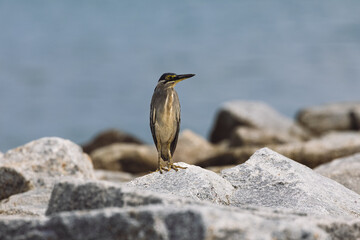 Striated Heron Butorides striata in Gurney Beach Penang Malaysia. The striated heron also known as mangrove heron, little green heron or green-backed heron.	