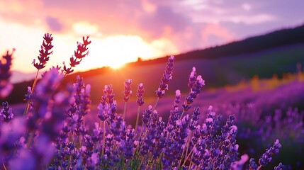 Obraz premium Soft Nature Open, Serene Lavender Fields Under a Pastel Sunset Sky with Ample Copy Space
