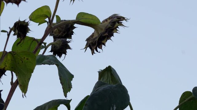vid&eacute;o d'une m&eacute;sange charbonni&egrave;re s'approchant d'une fleur de tournesol en automne, au petit matin,