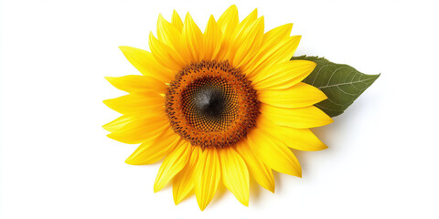 Obraz premium Vibrant yellow sunflower with green leaf on white background