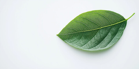Obraz premium Detailed close-up of a green leaf with visible veins on a white background