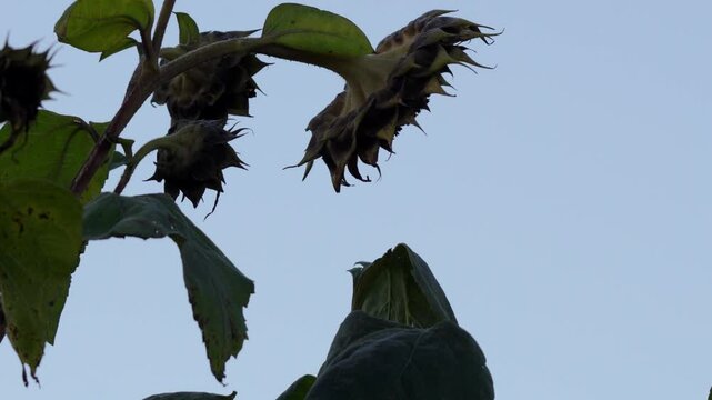 vid&eacute;o d'une m&eacute;sange nonette qui se fait chass&eacute;e par une mesange charbonni&egrave;re au petit matin d'automne, venant se nourrir sur une fleur de tournesol, r&eacute;alis&eacute; avec un zoom avant, vid&eacute;o pour transition d
