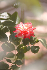 Pretty rose flower