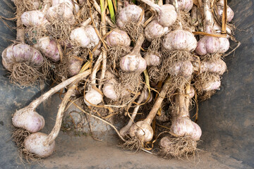 Harvest of harvested garlic in a wheelbarrow, garlic background