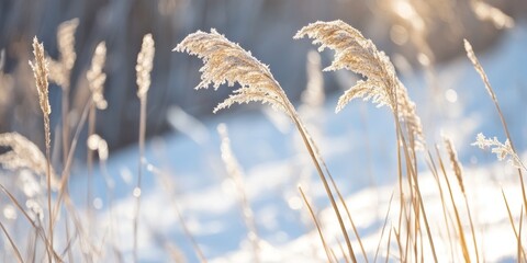 Dried old grass contrasts with the snow, showcasing a unique interaction between dried old grass and winter s chill, highlighting the beauty of nature s seasonal changes with dried old grass.