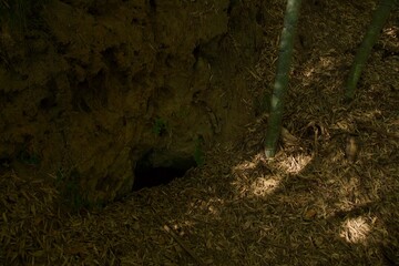 本郷ふじやま公園の風景　眺め　梅の季節
