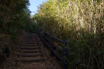 本郷ふじやま公園の風景　眺め　梅の季節
