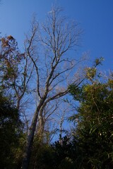 Obraz premium 本郷ふじやま公園の風景 眺め 梅の季節 