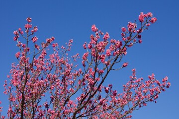 本郷ふじやま公園の風景　眺め　梅の季節
