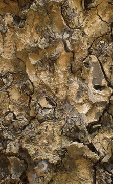 Beautiful details of the bark of khaya senegalensis
