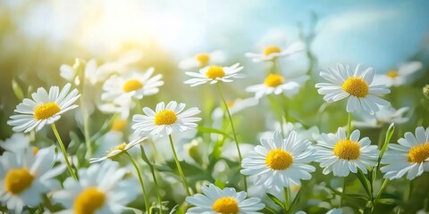 Obraz premium Close up of wild chamomiles blooming in a lush meadow, showcasing their vibrant growth in the summer. The wild chamomiles emit a herbal scent as bees pollinate and collect nectar. These flowers are