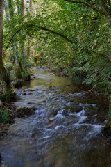 Obraz premium The Los Molinos del Río Profundo trail follows a river through a magical forest of beech and chestnut trees in Villaviciosa, Asturias, Spain