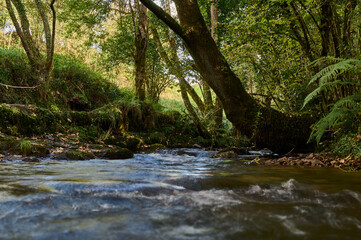 Fototapeta premium The Los Molinos del Río Profundo trail follows a river through a magical forest of beech and chestnut trees in Villaviciosa, Asturias, Spain