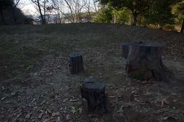 本郷ふじやま公園の風景　眺め　梅の季節
