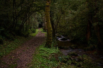 The Mills of the Deep River Route: A Magical Forest of Beeches and Chestnut Trees in Villaviciosa, Asturias, Spain