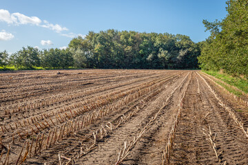 Long rows of corn stubble in a field after harvest. The photo was taken on a sunny day at the beginning of the Dutch autumn season.