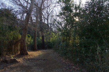 本郷ふじやま公園の風景　眺め　梅の季節

