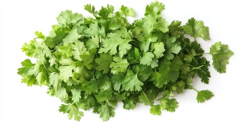 Fototapeta premium Coriander is showcased in its full form, featuring vibrant leaves that are beautifully isolated on a white background, highlighting the fresh and aromatic qualities of coriander.