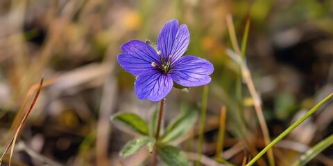 Leafy Elephant s Foot, a purple wildflower found in pine meadows, serves as a vital food source for pollinators, showcasing the importance of Leafy Elephant s Foot in sustaining local ecosystems.