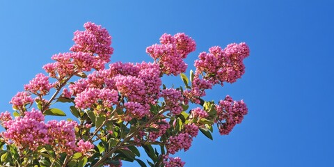 A mauve honey myrtle tree showcases stunning pink buds set against a clear blue sky, highlighting the beauty of the mauve honey myrtle and its vibrant floral display.