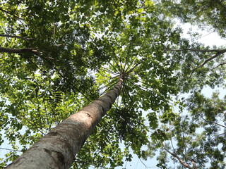 Fototapeta premium photo up to the tree top shot from below
