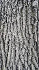 Obraz premium Old oak tree bark. Bark crack texture for background