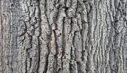 Naklejka premium Old oak tree bark. Bark crack texture for background