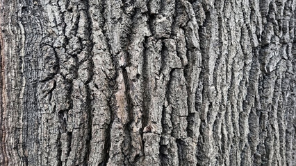 Obraz premium Old oak tree bark. Bark crack texture for background