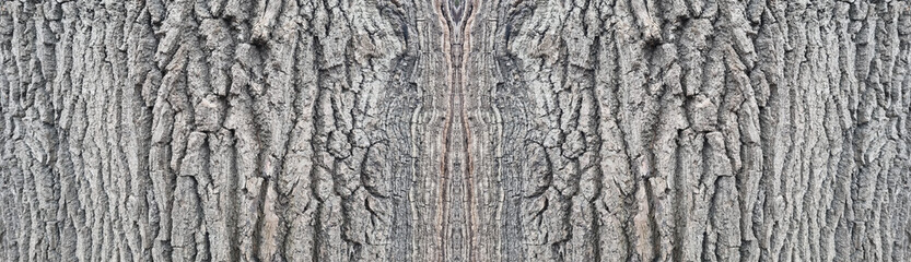 Fototapeta premium Old oak tree bark. Bark crack texture for background