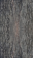Obraz premium Old oak tree bark. Bark crack texture for background