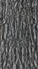 Obraz premium Roots of an old oak tree. Texture of cracked bark and fallen yellow leaves for background