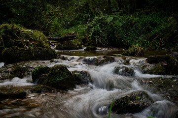 Obraz premium The Mills of the Deep River Route: A Magical Forest of Beeches and Chestnut Trees in Villaviciosa, Asturias, Spain
