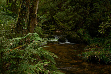 The Mills of the Deep River Route: A Magical Forest of Beeches and Chestnut Trees in Villaviciosa, Asturias, Spain