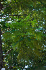 Fototapeta premium Image of vibrant green leaves forming a dense canopy. The scene is full of life and captures the beauty of nature. A Canopy of Vivid Green Leaves