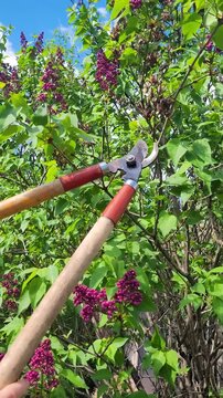 Gardener prunes dried lilac branches with pruner