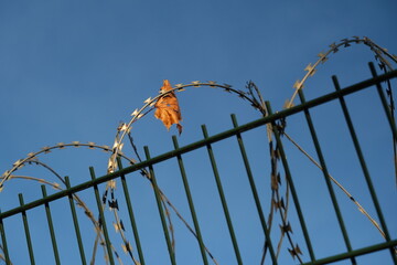 Blatt, dass sich an einem Stacheldrahtzaun verfangen hat