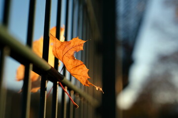 Herbstliches Blatt an einem Zaun