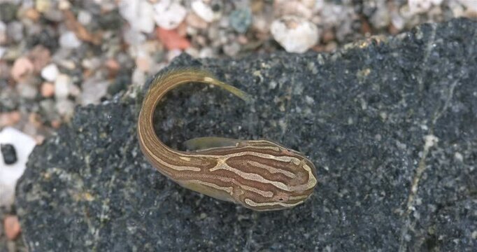 Rare fish Liparis liparis close-up. Bottom sedentary fish, feeds mainly on small crustaceans. White Sea