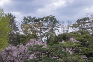 Fototapeta premium Traditional japanese gardens surrounding a castle - Serenity and natural harmony.