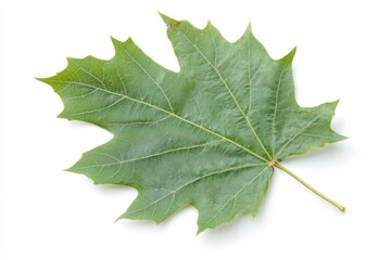 Isolated Green Maple Leaf on Crisp White Background - A Symbol of Autumn's Beauty