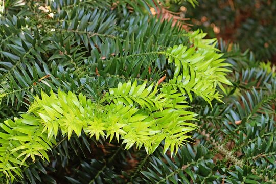 Foliage of a Bunya Pine. Araucaria bidwillii