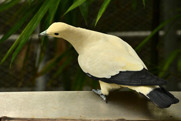 Ducula bicolor is a species of the genus Ducula of the order Columbiformes, included in the...