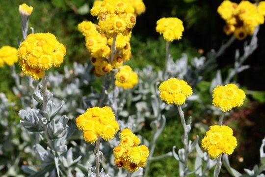 Yellow Common everlasting flowers growing in a garden. Chrysocephalum apiculatum