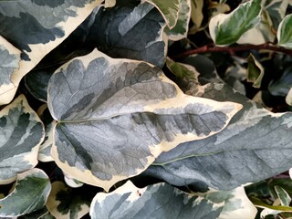 Ivy leafs 