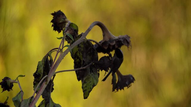 vid&eacute;o d'une m&eacute;sange nonette, au petit matin d'automne, se nourrisssant avec beaucoup de vigueur de graines de tournesol, dans un bokeh naturel, magnifique, dor&eacute;, vid&eacute;o pour changement de plan