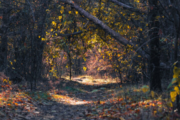 Discover a beautifully serene autumn pathway that features vibrant foliage and soft sunlight gently filtering through the trees, inviting feelings of tranquility and encouraging exploration of nature