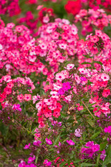Obraz premium pink phlox flowers blooming in the garden