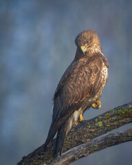 Common buzzard Buteo buteo in the fields in winter snow, buzzards in natural habitat, hawk bird on...